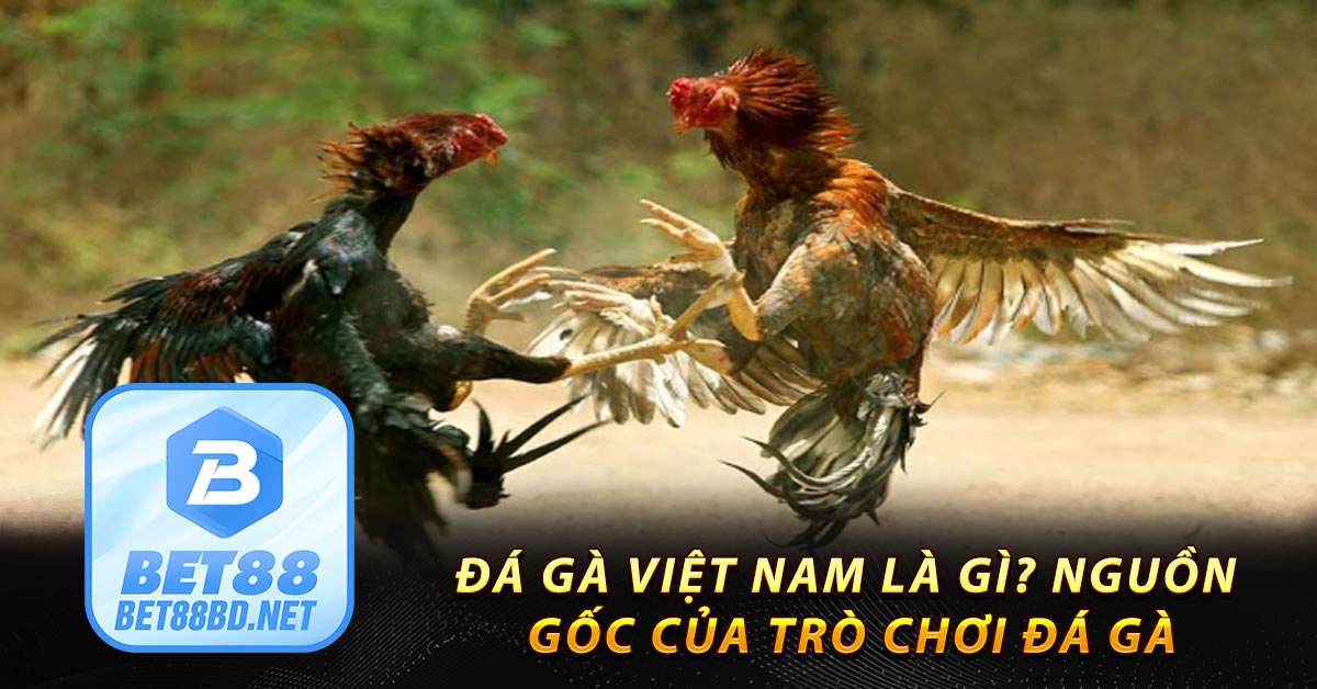 Đá gà Việt Nam là gì? Nguồn gốc của trò chơi đá gà
