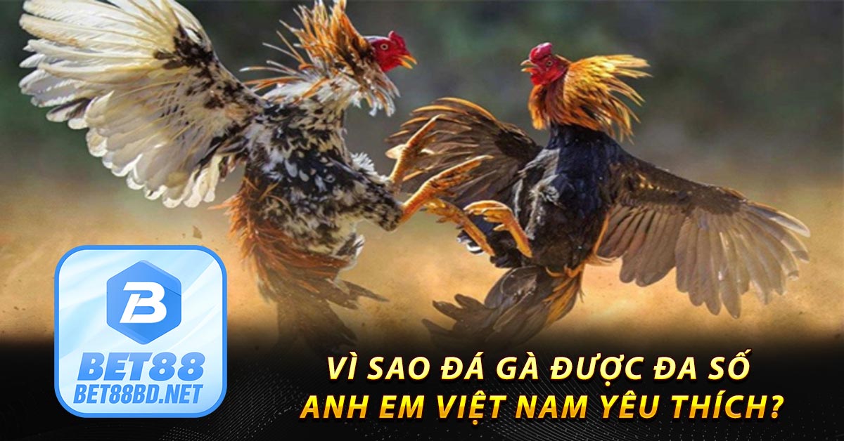 Vì sao đá gà được đa số anh em Việt Nam yêu thích?